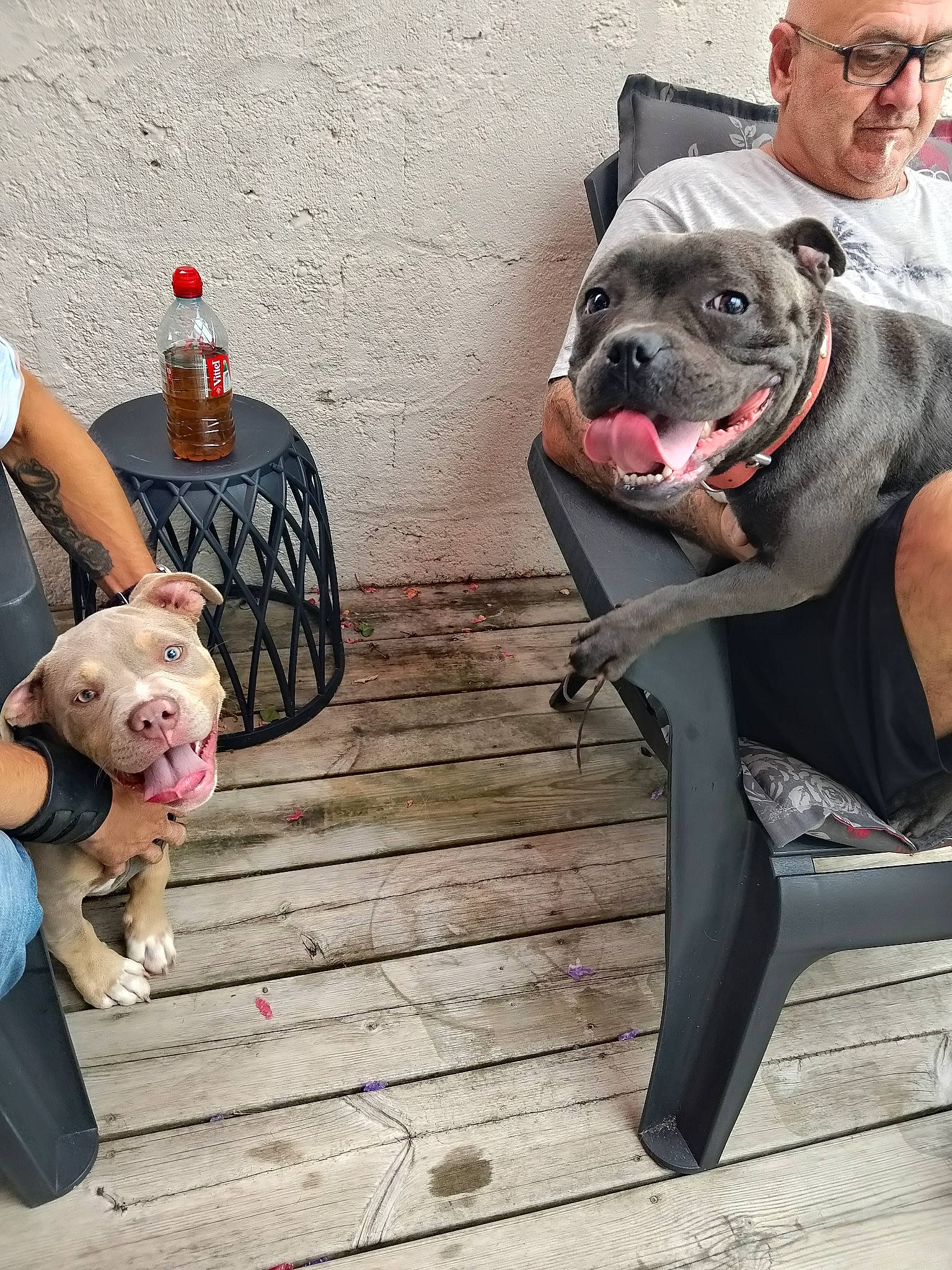 Queeny a rejoint le concours — aidez-le/la à gagner de superbes lots ! canidae, carnivore, collar, companion_dog, dog, dog_breed, dog_collar, eyewear, fashion_accessory, fawn, flooring, fur, leash, personal_protective_equipment, pink, snout, sporting_group, toy, wood, working_animal