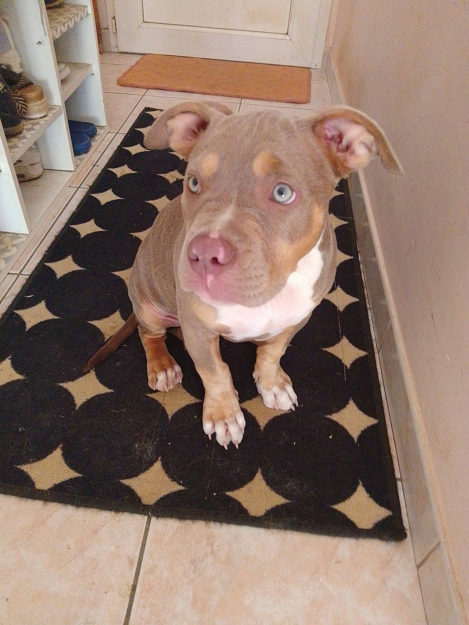 Queeny participe au concours pour gagner de l'argent avec cette photo : canidae, carnivore, companion_dog, dog_breed, domestic_pig, fawn, flooring, fur, hardwood, livestock, non_sporting_group, pet_supply, rectangle, snout, sporting_group, suidae, tail, terrestrial_animal, wood, working_animal