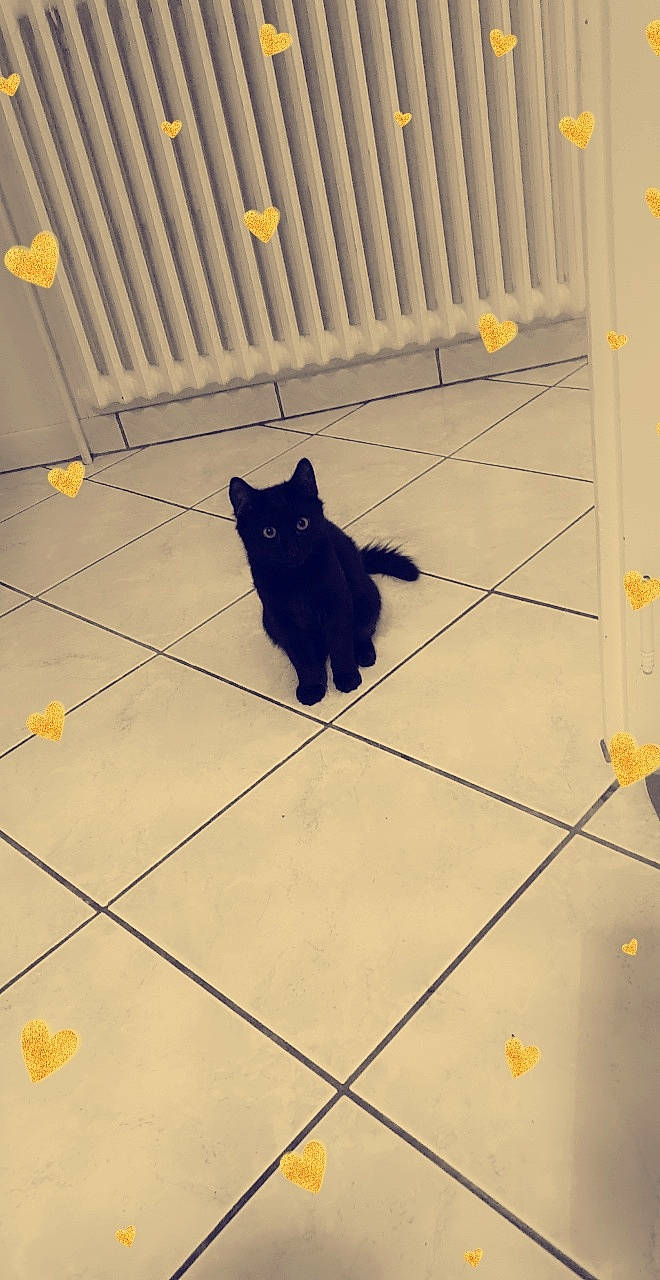 Sheitan a rejoint le concours — aidez-le/la à gagner de superbes lots ! black, black_cat, carnivore, cat, domestic_short_haired_cat, felidae, floor, flooring, kitten, line, schipperke, small_to_medium_sized_cats, tail, tile, whiskers