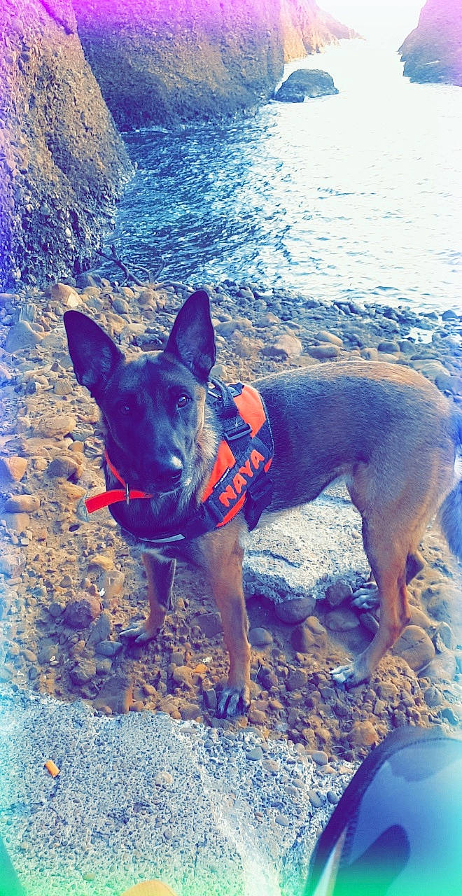 Naya participe au concours pour gagner de l'argent avec cette photo : australian_cattle_dog, australian_kelpie, canidae, carnivore, carolina_dog, dog, dog_breed, dog_clothes, fawn, formosan_mountain_dog, summer, vacation