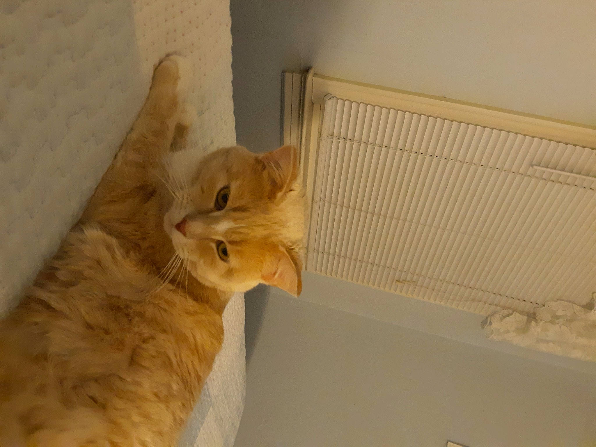 Bob is registered to the contest to win money with this photo: animal_shelter, carnivore, cat, domestic_short_haired_cat, fawn, felidae, floor, flooring, fur, hardwood, pet_supply, plaster, room, small_to_medium_sized_cats, tail, tile, whiskers, window, wood, wood_stain