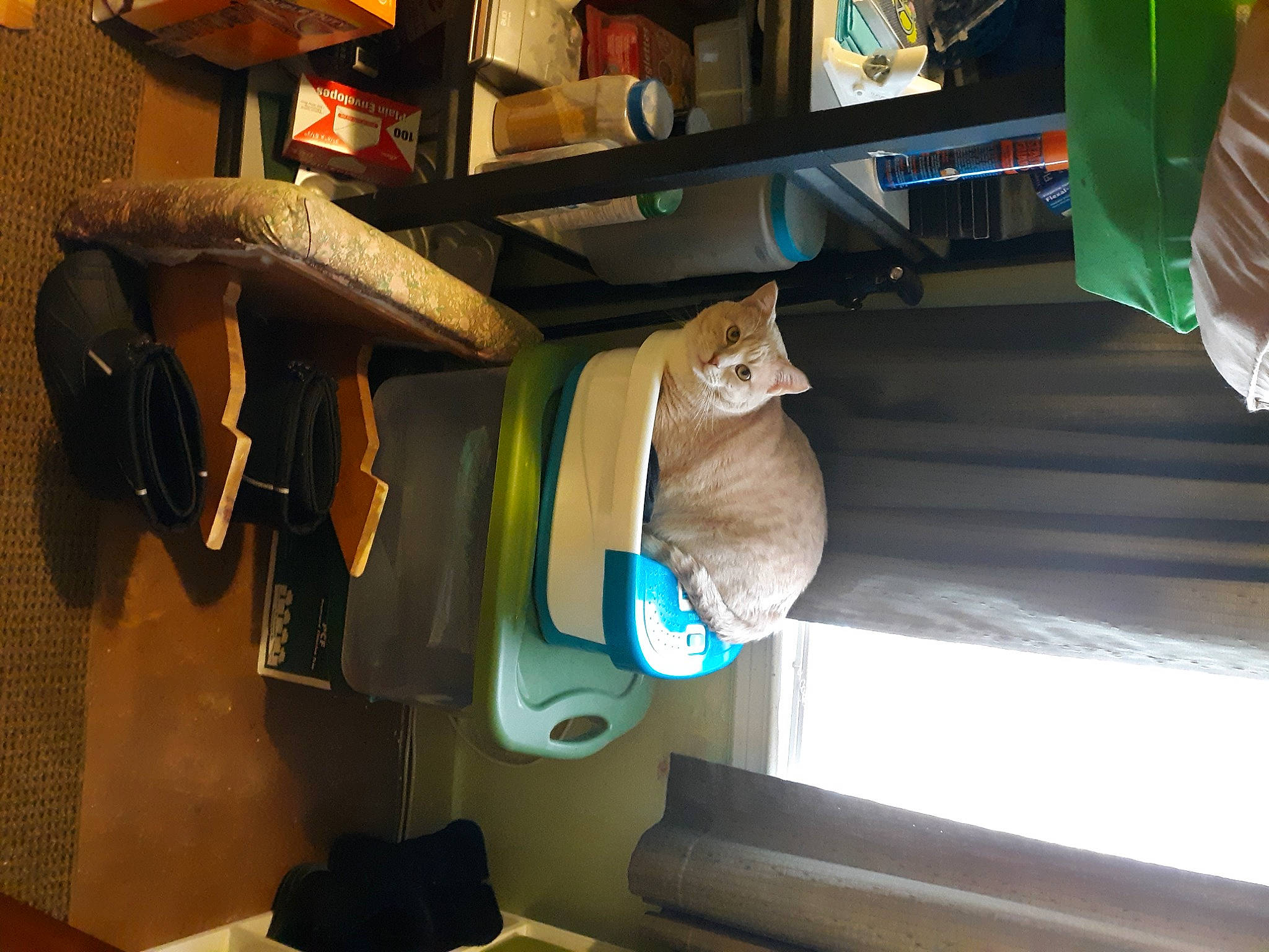 Bob is registered to the contest to win money with this photo: auto_part, automotive_exterior, bag, bookcase, building, comfort, family_car, hardwood, hat, luxury_vehicle, machine, musical_instrument, plant, publication, room, shelf, shelving, vehicle, vehicle_door, wood