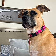 Gracie is registered to the contest to win money with this photo: dog, pet, indoor, couch, pillow, collar, brown_fur, black_mask, closeup, portrait, wall_decor, cross, love_sign, living_room, furniture, domestic_animal, canine, animal, seated, relaxed