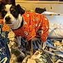 bedding, blanket, clothing, cozy, dog, ears, eyes, fur, ghost_pattern, halloween_costume, indoor, living_room, nose, orange_clothing, paws, pet, pumpkin_pattern, small_dog, television, toy