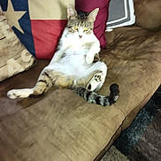 Topper joined the competition — help win amazing prizes! cat, couch, pillow, indoor, pet, feline, relaxed, brown, fur, striped, animal, domestic, home, resting, cozy, living_room, tabby, whiskers, tail, blurred
