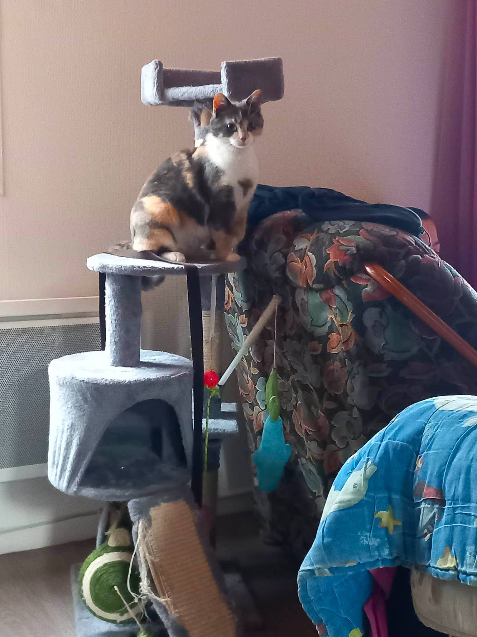 Mimi participe au concours pour gagner de l'argent avec cette photo : carnivore, cat, cat_supply, chair, comfort, curtain, domestic_short_haired_cat, felidae, fur, machine, mammal, pet_supply, room, sitting, small_to_medium_sized_cats, t_shirt, tail, vertebrate, whiskers, wire