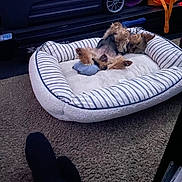 Biden joined the competition — help win amazing prizes! animal, black_socks, carpet, casual, cozy, dog, floor, fluffy, home, indoor, paws, person, pet_bed, relaxed, resting, sleeping, small_dog, storage_box, striped, yoga_mat