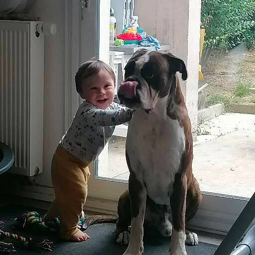 Yvann a rejoint le concours — aidez-le/la à gagner de superbes lots ! canidae, carnivore, child, collar, companion_dog, dog, dog_breed, dog_collar, door, fawn, guard_dog, joy, molosser, non_sporting_group, person, plant, smile, snout, sporting_group, toddler