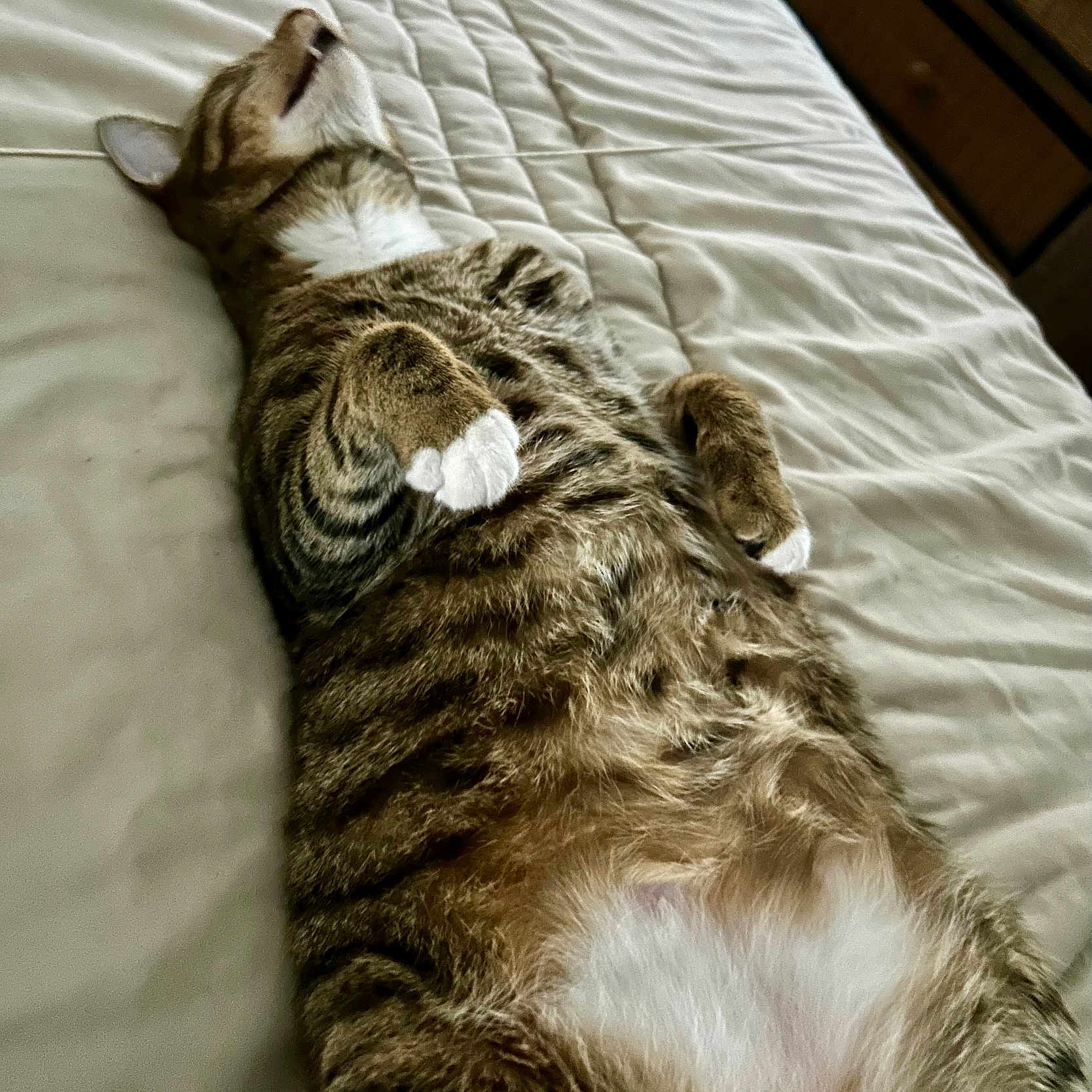 Luvher joined the competition — help win amazing prizes! abyssinian, animal, bed, bedroom, blanket, cat, couch, cushion, furniture, homedecor, indoors, interiordesign, kitten, manx, person, pet, quilt, room, sleeping, tiger