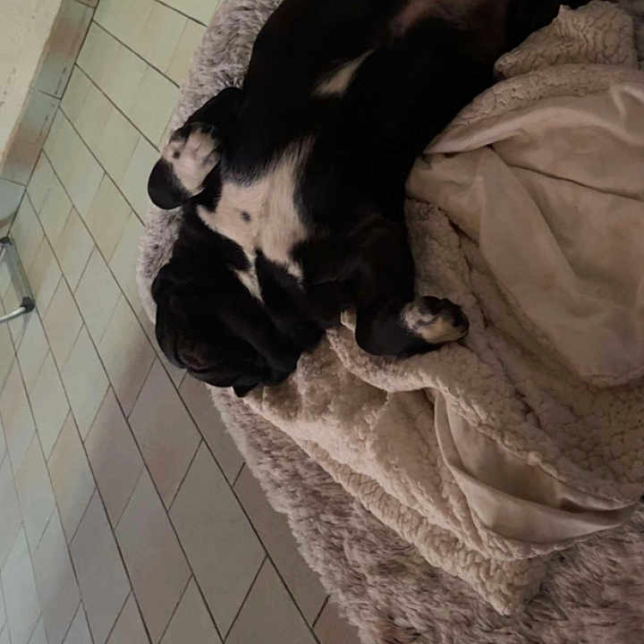 Pumba a rejoint le concours — aidez-le/la à gagner de superbes lots ! dog, black_dog, white_patches, lying_down, blanket, fluffy_blanket, tiled_floor, indoor, pet, relaxed, sleeping, canine, resting, fur, paw, snout, bed, comfort, animal, companion