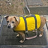 dog, life_jacket, yellow, pet, outdoor, mat, curious, brown_dog, small_dog, leash, textured_surface, gravel, dirt, paws, standing, looking_up, animal, canine, pet_accessory, rustic