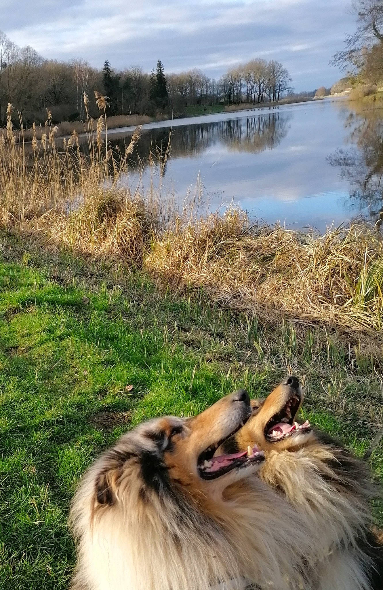 Louky a rejoint le concours — aidez-le/la à gagner de superbes lots ! bank, carnivore, cloud, collie, companion_dog, dog, dog_breed, fawn, grass, lacustrine_plain, lake, light, natural_landscape, nature, plant, shetland_sheepdog, sky, tree, water, watercourse