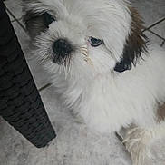 Brooklyn participe au concours pour gagner de l'argent avec cette photo : dog, puppy, small_dog, fluffy, white_fur, brown_fur, close_up, portrait, pet, canine, long_hair, black_nose, blue_eye, sitting, indoor, tiled_floor, chair_leg, adorable, animal, photography