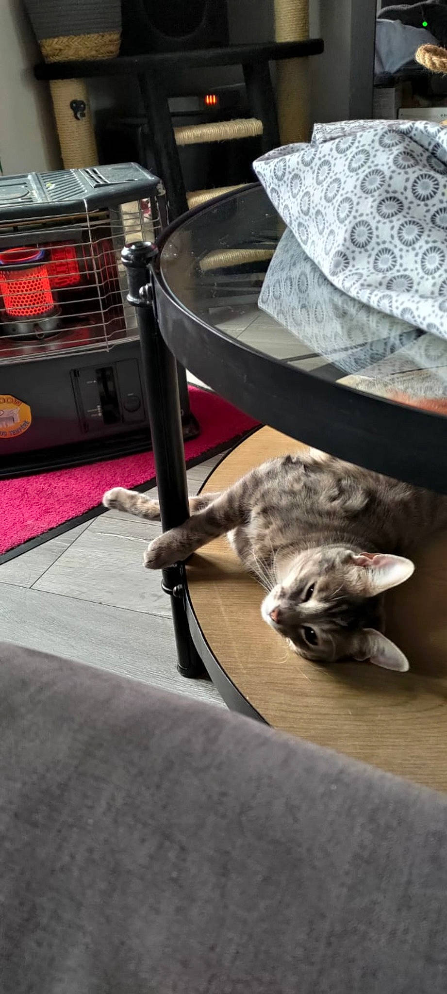 Didier participe au concours pour gagner de l'argent avec cette photo : building, carnivore, cat, collar, companion_dog, dog, dog_breed, domestic_short_haired_cat, felidae, floor, flooring, fur, metal, small_to_medium_sized_cats, sporting_group, table, tail, whiskers, wood, working_animal