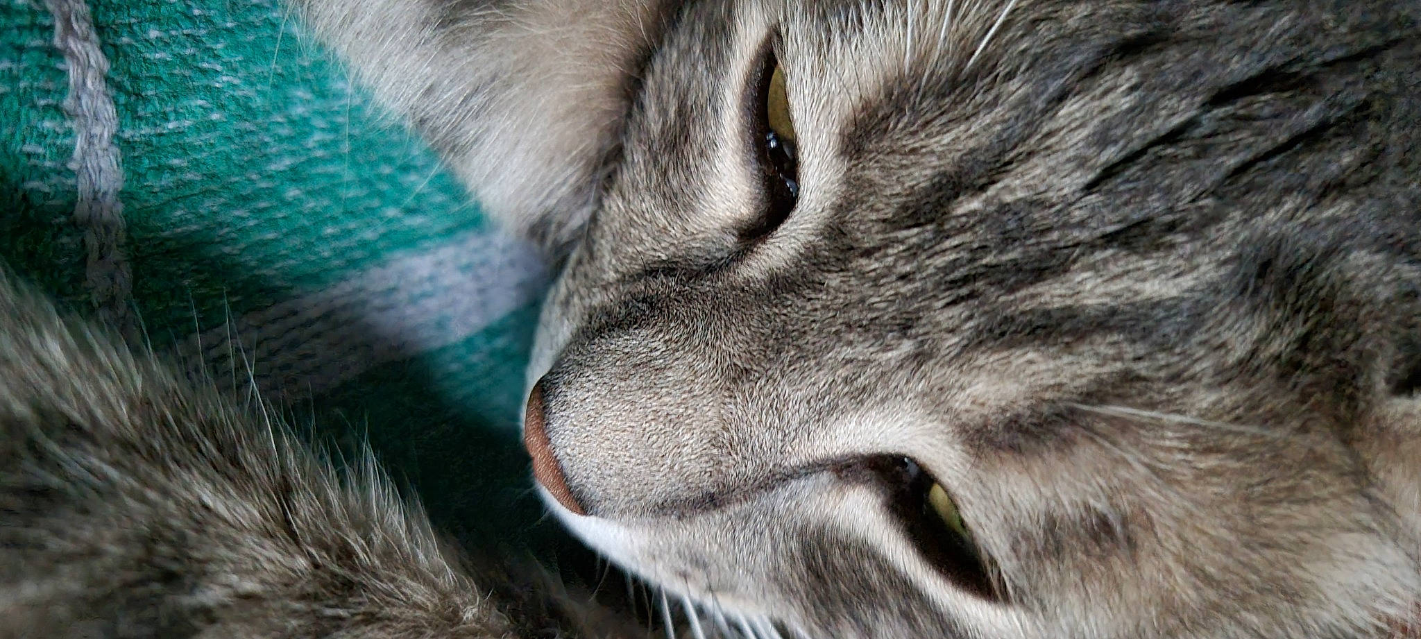 Didier a rejoint le concours — aidez-le/la à gagner de superbes lots ! carnivore, cat, claw, domestic_short_haired_cat, electric_blue, fang, felidae, fur, grey, macro_photography, paw, small_to_medium_sized_cats, snout, terrestrial_animal, whiskers, wildlife