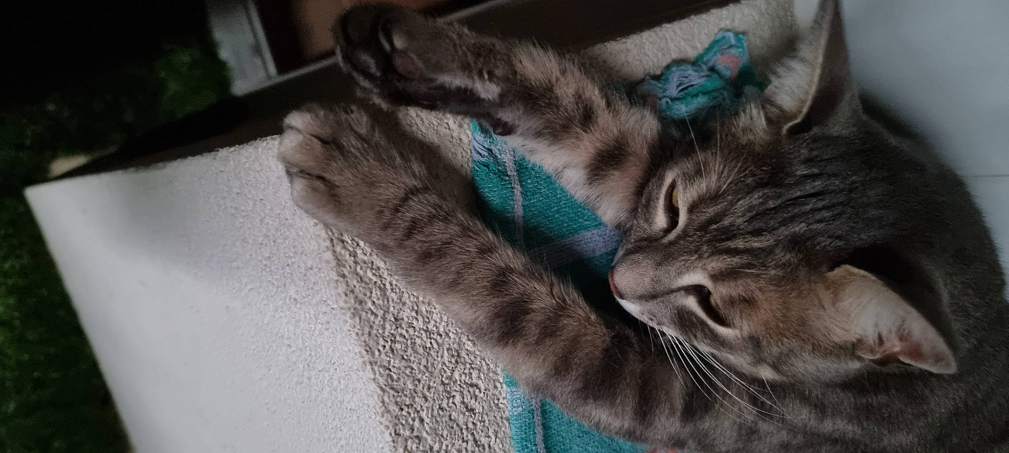 Didier participe au concours pour gagner de l'argent avec cette photo : carnivore, cat, claw, comfort, domestic_short_haired_cat, electric_blue, felidae, fur, grey, linens, pattern, paw, plant, small_to_medium_sized_cats, snout, tail, tree, whiskers, woolen, woven_fabric