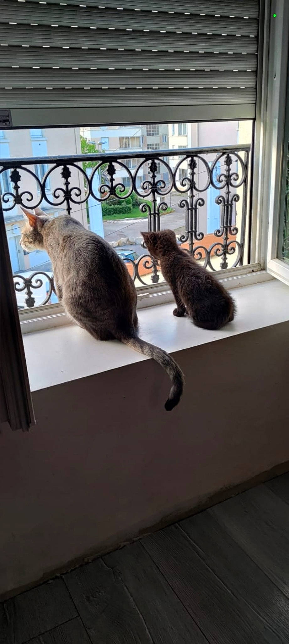 Albert participe au concours pour gagner de l'argent avec cette photo : art, carnivore, cat, domestic_short_haired_cat, felidae, flooring, fur, grey, house, mammal, metal, room, small_to_medium_sized_cats, tail, terrestrial_animal, tree, vertebrate, whiskers, window, wood