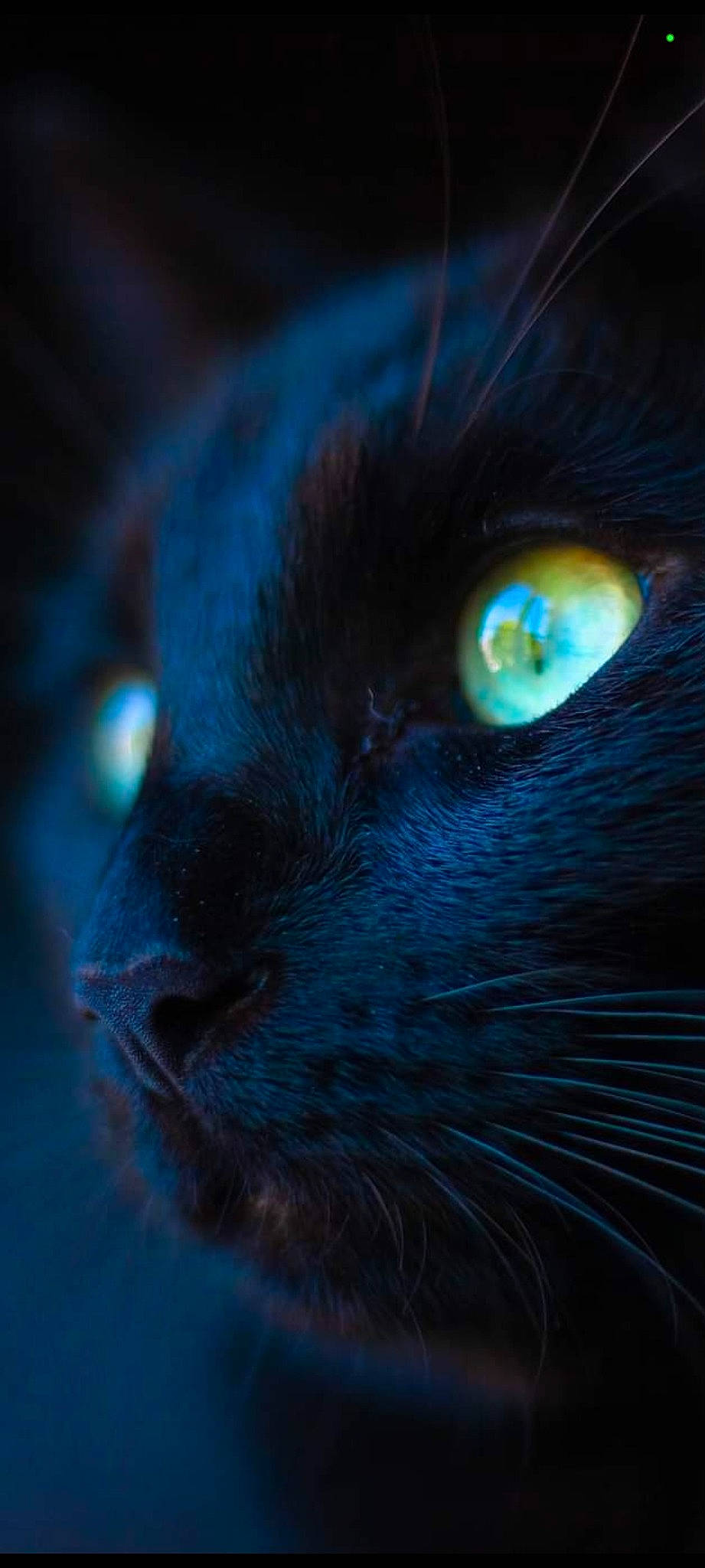 Albert a rejoint le concours — aidez-le/la à gagner de superbes lots ! black_cat, carnivore, cat, close_up, darkness, domestic_short_haired_cat, electric_blue, eye, felidae, fur, russian_blue, small_to_medium_sized_cats, snout, terrestrial_animal, whiskers