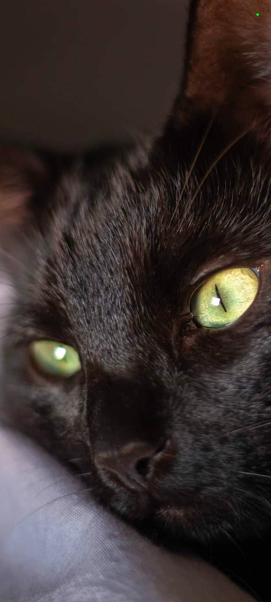 Albert participe au concours pour gagner de l'argent avec cette photo : black_cat, carnivore, cat, domestic_short_haired_cat, eye, felidae, fur, iris, small_to_medium_sized_cats, snout, terrestrial_animal, whiskers