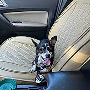 Nola joined the competition — help win amazing prizes! dog, small_dog, car_interior, beige_leather_seat, happy, tongue_out, pet, seat, travel_mug, sunlight, window, car_door, leash, black_fur, white_fur, tan_fur, ears_up, tongue, companion, cute