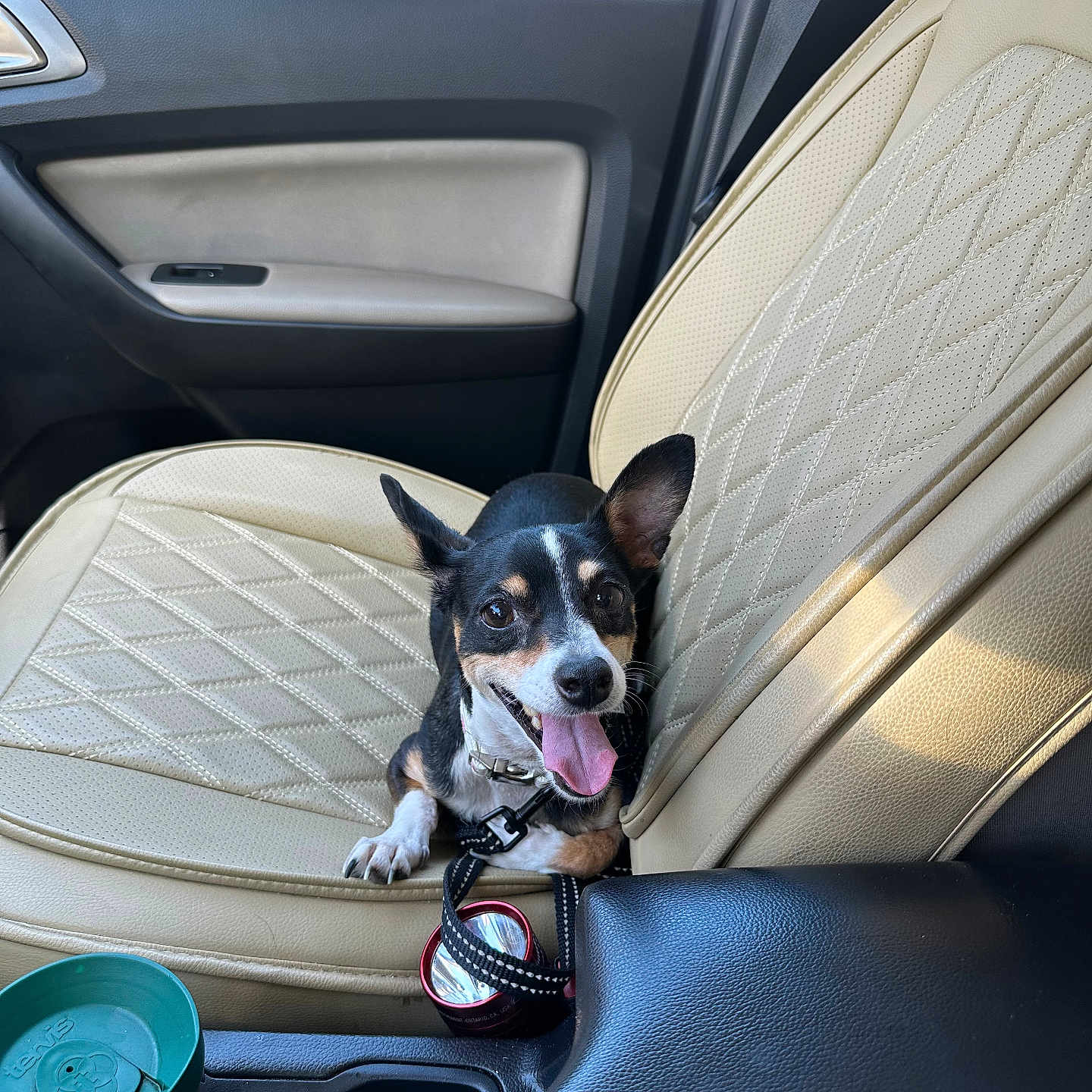 Nola joined the competition — help win amazing prizes! beige_leather_seat, black_fur, car_door, car_interior, companion, cute, dog, ears_up, happy, leash, pet, seat, small_dog, sunlight, tan_fur, tongue, tongue_out, travel_mug, white_fur, window