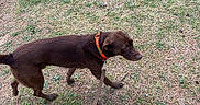 Bear is registered to the contest to win money with this photo: animal, brown_dog, canine, collar, curious, daylight, dog, field, grass, ground, leash, leisure, nature, outdoor, park, pet, picnic_table, side_view, sniffing, walking