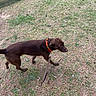 dog, leash, grass, collar, outdoor, picnic_table, brown_dog, pet, animal, walking, nature, field, curious, canine, daylight, ground, sniffing, park, side_view, leisure
