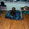 Bear is registered to the contest to win money with this photo: chair, chocolate_lab, clutter, collar, counter, dog, dog_bed, domestic, flash_reflection, floor, furniture, household_items, indoor, kitchen, pet, plastic_bag, refrigerator, sink, table, wooden_floor