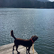 Bear joined the competition — help win amazing prizes! brown_dog, canine, clouds, daytime, dog, hills, lake, leash, nature, outdoor, person_hand, pet, reflection, scenery, shadow, sky, sunlight, trees, water, wooden_dock