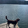 dog, brown_dog, leash, wooden_dock, lake, water, reflection, sunlight, outdoor, nature, trees, hills, sky, clouds, person_hand, shadow, pet, canine, daytime, scenery
