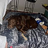 Bear joined the competition — help win amazing prizes! bed, blanket, brown_dog, canine, chew_bone, cozy, dog, domestic, floor, furniture, home, indoor, metal_stool, pet, plush_bed, relaxed, resting, sleeping, stuffed_toy, toy