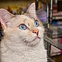 abyssinian, angora, animal, bookcase, cat, furniture, hardwood, kitten, manx, pet, plywood, shelf, siamese, wood