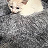 animal, blanket, blue_eyes, cat, cozy, cream_colored, cuddly, fluffy, fur, gray_blanket, indoor, kitten, lying_down, pet, pink_nose, pointed_ears, portrait, sleepy, whiskers, white_fur