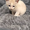 animal, bed, blanket, blue_eyes, cat, cozy, cute, ears, feline, fluffy, gray, home, indoors, kitten, pet, portrait, sitting, soft, whiskers, white_fur