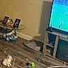Casper is registered to the contest to win money with this photo: cat, kitten, pet, animal, cream_fur, indoor, living_room, wood_floor, cat_toys, toy_mouse, toy_balls, string_toy, cat_bed, television, soccer, furniture, family_photos, mickey_mouse, cozy, playful