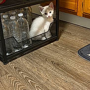 Casper joined the competition — help win amazing prizes! kitten, cat, white_cat, animal, pet, feline, blue_eyes, sitting, basket, wire_shelf, water_bottles, kitchen, wood_cabinets, wood_floor, indoor, cute, portrait, fur, whiskers, storage