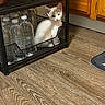 kitten, cat, white_cat, animal, pet, feline, blue_eyes, sitting, basket, wire_shelf, water_bottles, kitchen, wood_cabinets, wood_floor, indoor, cute, portrait, fur, whiskers, storage