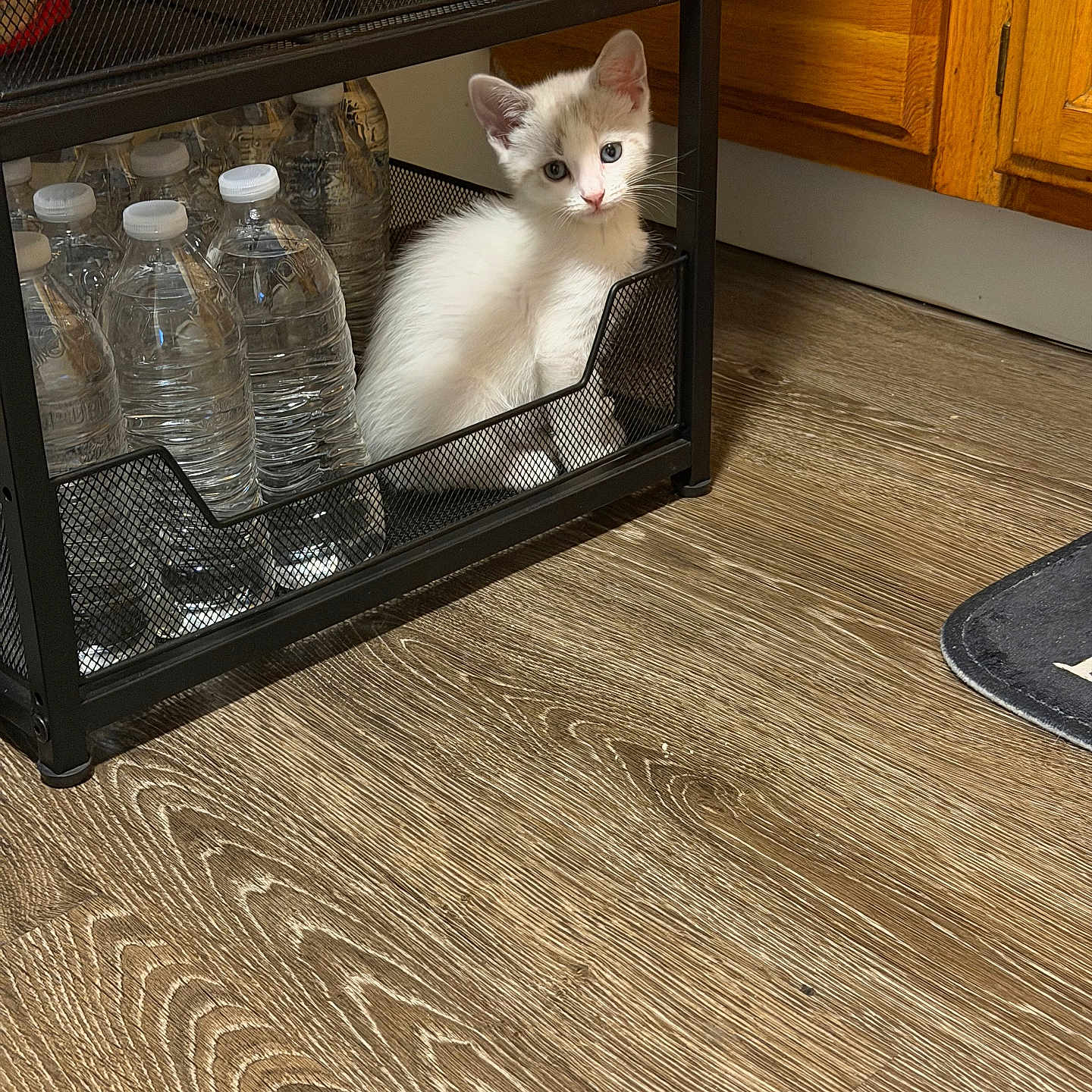 Casper joined the competition — help win amazing prizes! kitten, cat, white_cat, animal, pet, feline, blue_eyes, sitting, basket, wire_shelf, water_bottles, kitchen, wood_cabinets, wood_floor, indoor, cute, portrait, fur, whiskers, storage