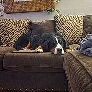 Margi-Rita is registered to the contest to win money with this photo: animal, bernese_mountain_dog, black, blanket, brown, comfort, couch, cozy, dog, fur, home, indoor, living_room, pet, pillow, relaxation, resting, sleeping, sofa, white