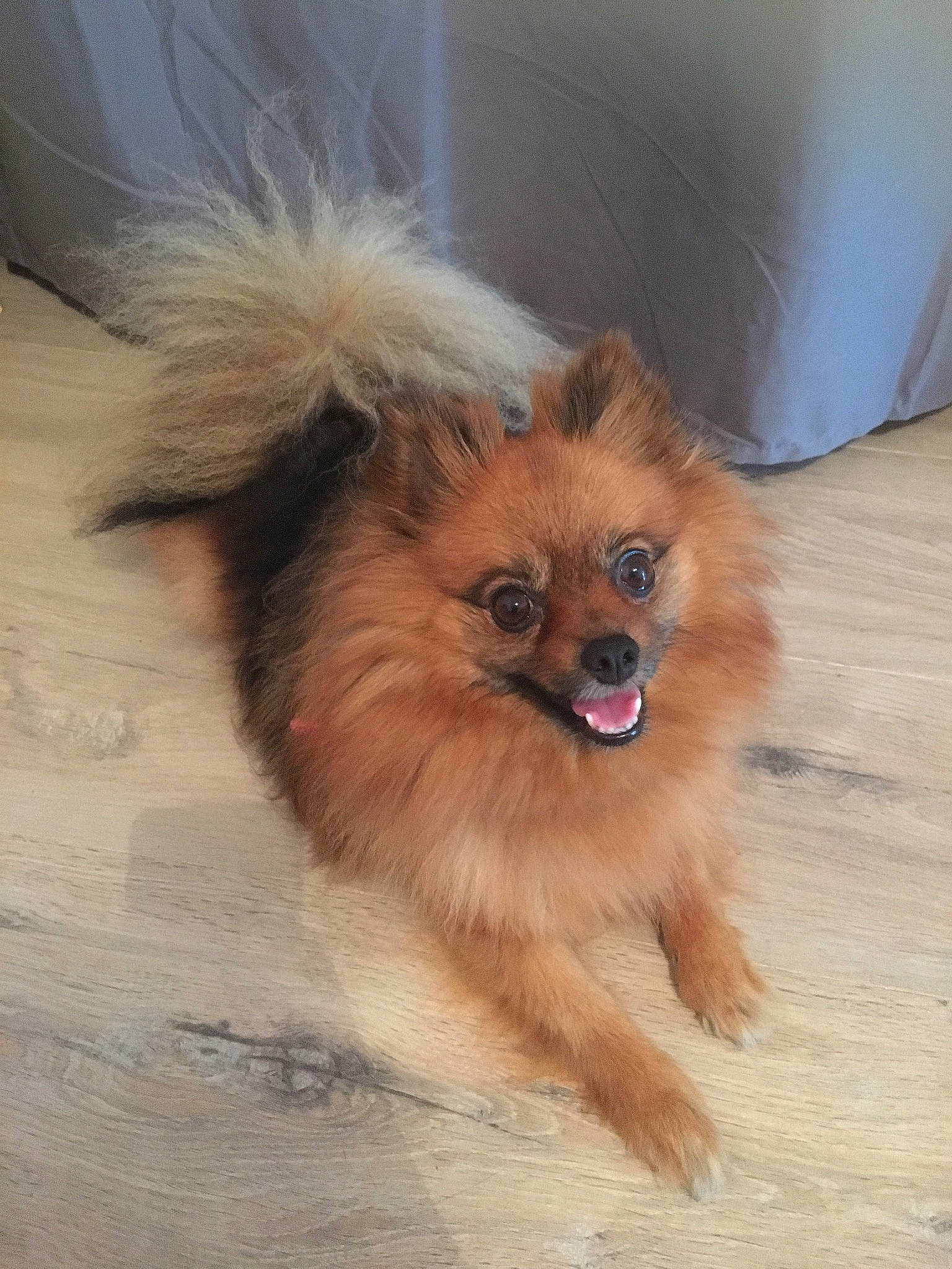 Lexy a rejoint le concours — aidez-le/la à gagner de superbes lots ! canidae, carnivore, companion_dog, dog, dog_breed, dog_supply, eye, fawn, fur, german_spitz, hair, liver, snout, spitz, sporting_group, terrestrial_animal, toy_dog, volpino_italiano, whiskers, working_animal