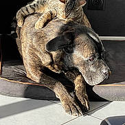 Naika a rejoint le concours — aidez-le/la à gagner de superbes lots ! cat, dog, tabby_cat, sleeping, lying_down, pet, animal, mammal, fur, striped_fur, large_dog, black_dog, brown_fur, indoors, sunlight, couch, pet_bed, relaxed, companionship, portrait