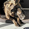 cat, dog, tabby_cat, sleeping, lying_down, pet, animal, mammal, fur, striped_fur, large_dog, black_dog, brown_fur, indoors, sunlight, couch, pet_bed, relaxed, companionship, portrait