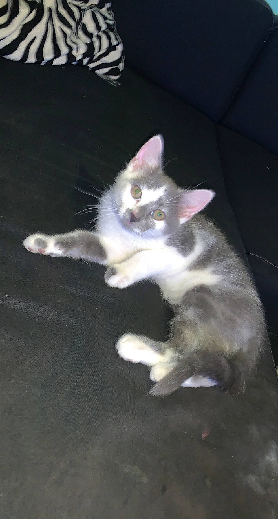 Oreo a rejoint le concours — aidez-le/la à gagner de superbes lots ! carnivore, cat, darkness, domestic_short_haired_cat, event, felidae, flooring, foot, fur, paw, photo_caption, small_to_medium_sized_cats, tail, whiskers