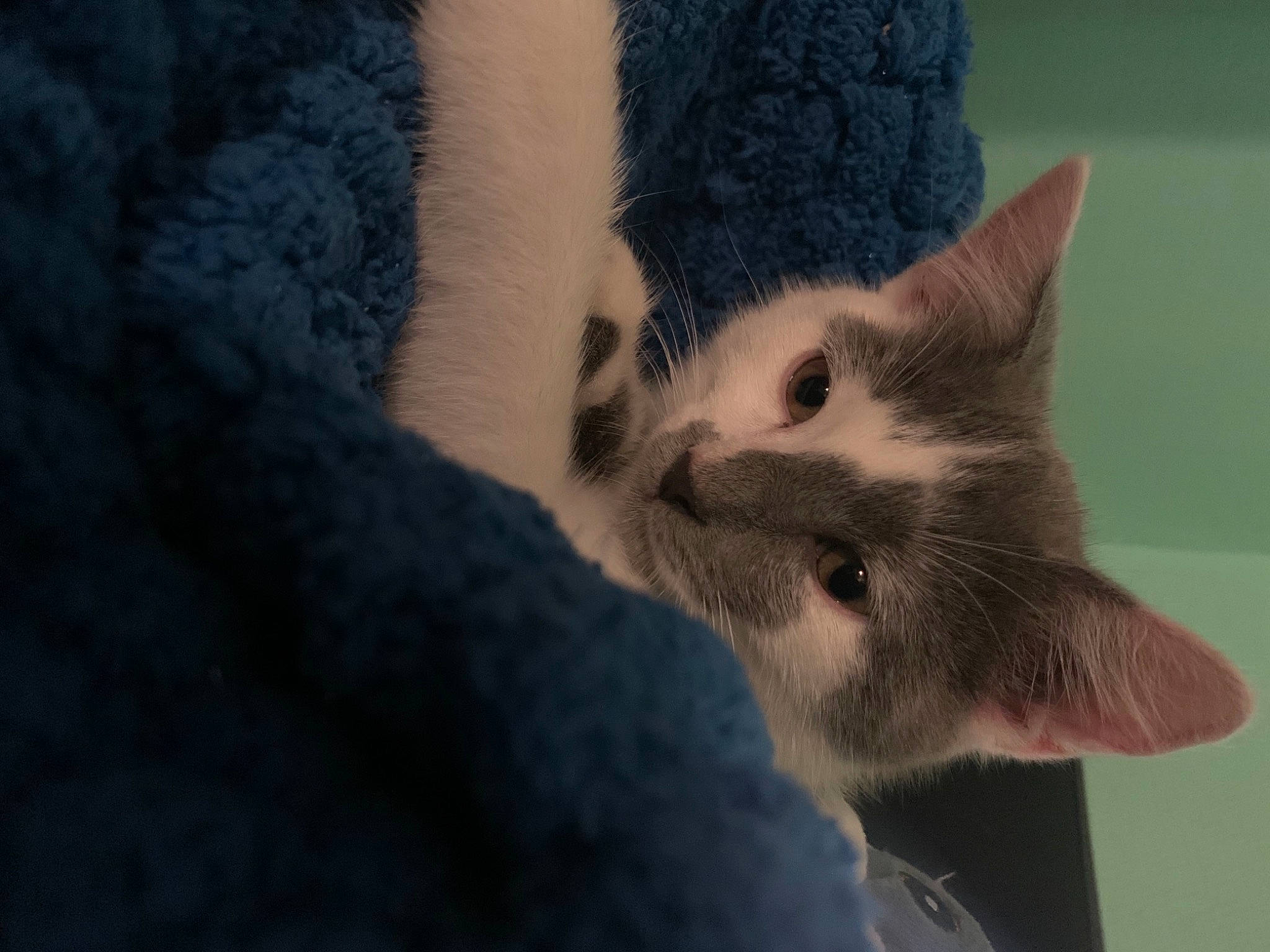 Oreo participe au concours pour gagner de l'argent avec cette photo : carnivore, cat, claw, domestic_short_haired_cat, ear, eyelash, fawn, felidae, fur, grey, paw, plant, small_to_medium_sized_cats, snout, tail, tree, whiskers, window