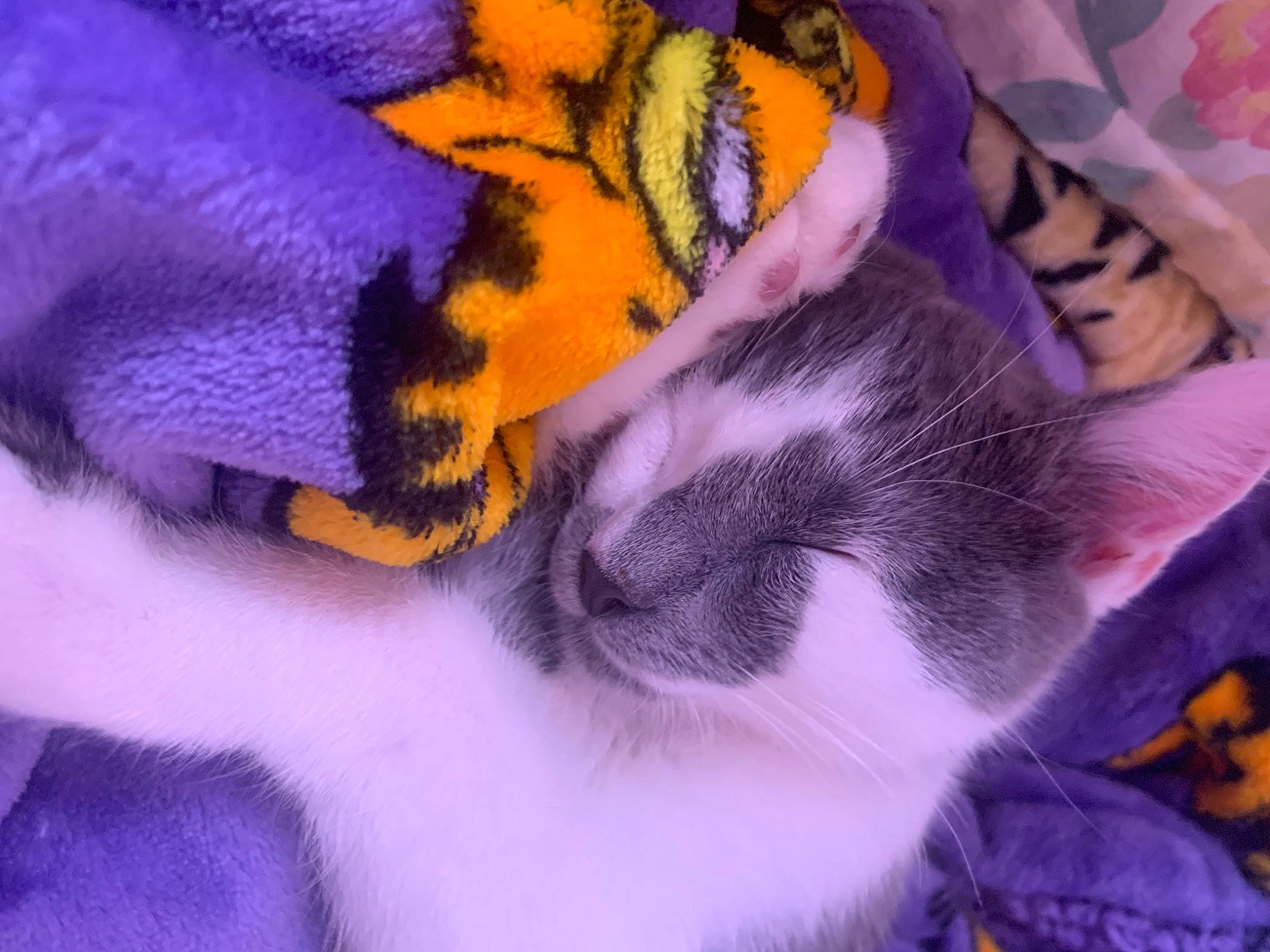 Oreo participe au concours pour gagner de l'argent avec cette photo : carnivore, cat, claw, close_up, felidae, fur, insect, magenta, paw, petal, plant, pollinator, purple, small_to_medium_sized_cats, snout, tail, terrestrial_animal, violet, whiskers, wildlife