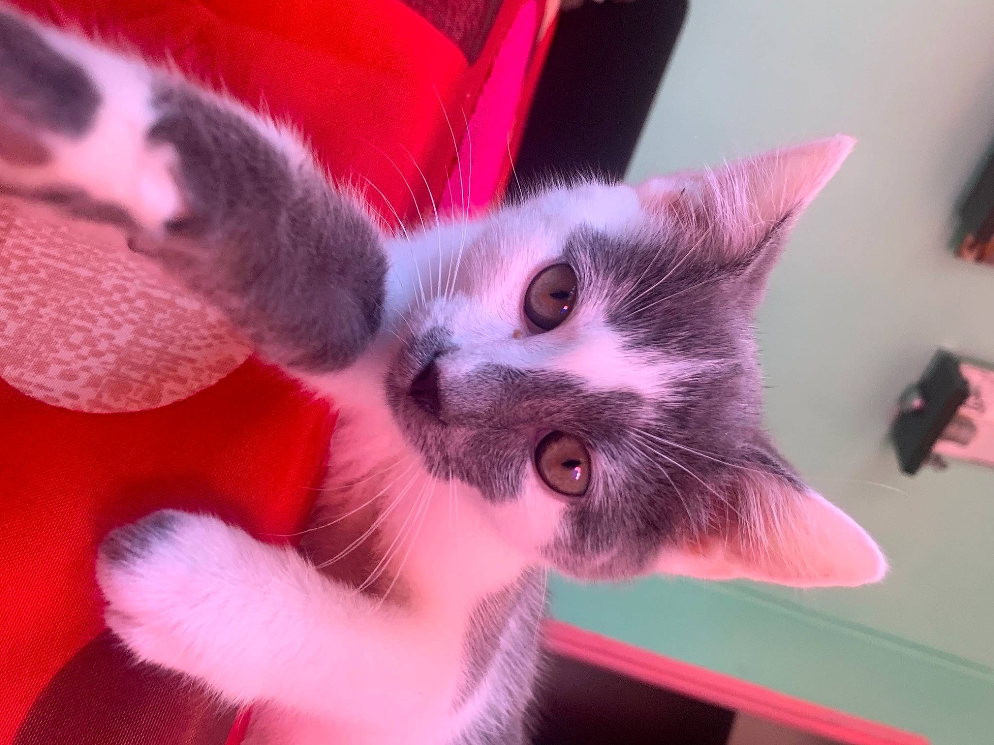 Oreo a rejoint le concours — aidez-le/la à gagner de superbes lots ! carmine, carnivore, cat, close_up, domestic_short_haired_cat, ear, fawn, felidae, fur, magenta, nail, paw, petal, pink, plant, small_to_medium_sized_cats, snout, tail, tree, whiskers