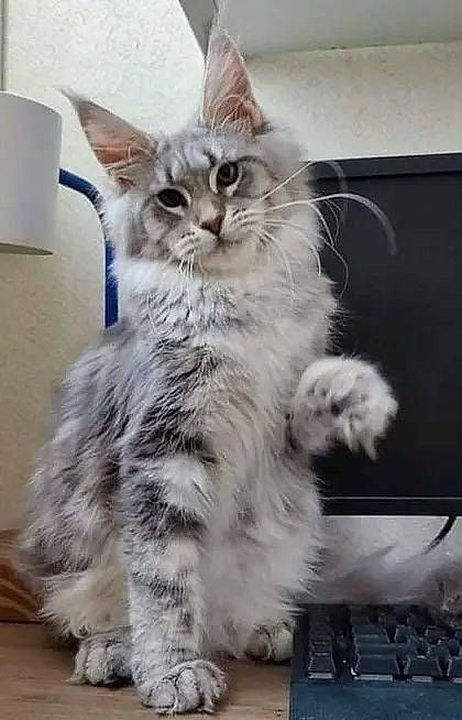 Menhdi a rejoint le concours — aidez-le/la à gagner de superbes lots ! carnivore, cat, claw, computer_keyboard, domestic_short_haired_cat, felidae, fur, input_device, maine_coon, office_equipment, paper_towel, paw, peripheral, small_to_medium_sized_cats, snout, tail, whiskers