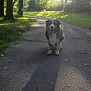 Rufus participe au concours pour gagner de l'argent avec cette photo : dog, outdoor, path, sunlight, shadow, tree, grass, park, morning, nature, canine, animal, pavement, sun, sunshine, leaf, happy, pet, walking, scenic