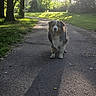 dog, outdoor, path, sunlight, shadow, tree, grass, park, morning, nature, canine, animal, pavement, sun, sunshine, leaf, happy, pet, walking, scenic