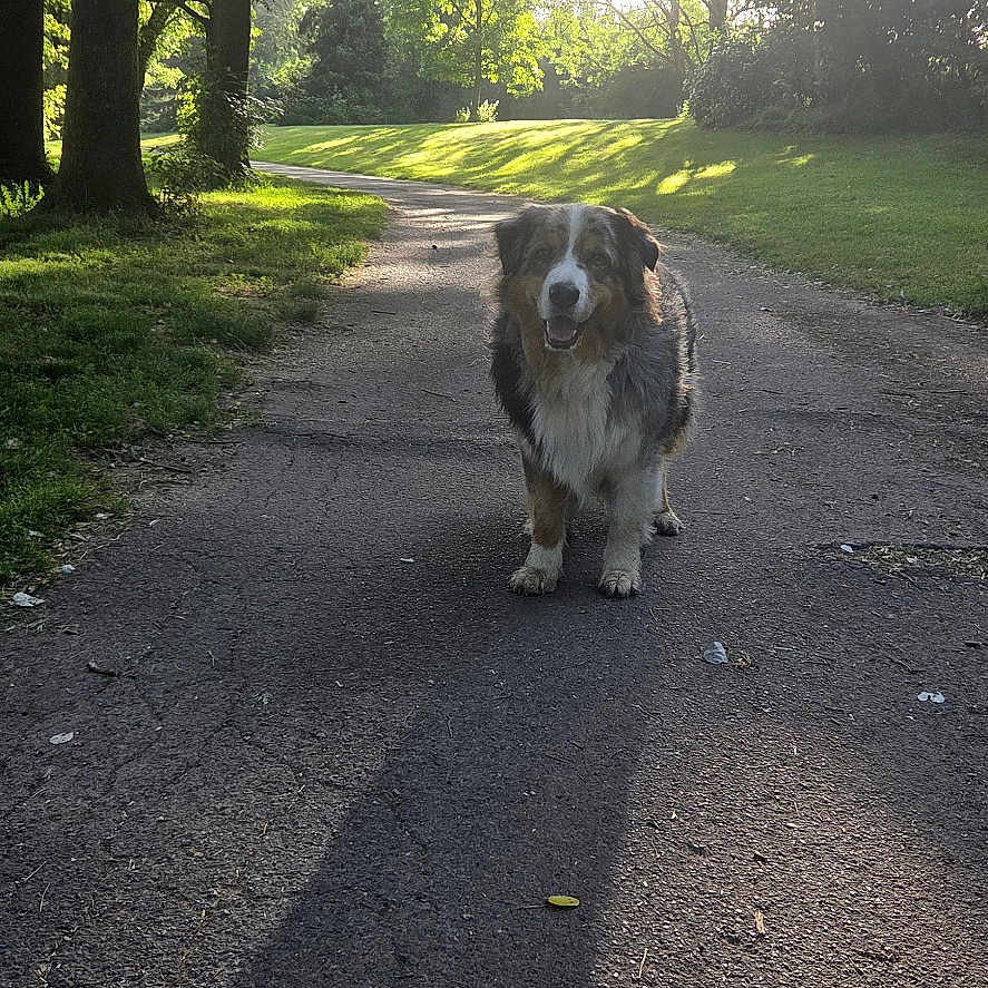 Rufus